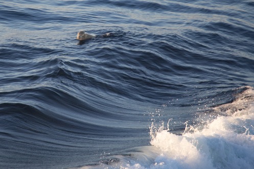 Alex the Seal comes to Bondi Beach by @hotndelicious