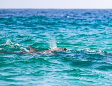 Mackenzies Bay sunrise dolphins by @hotndelicious. Sydney, Australia